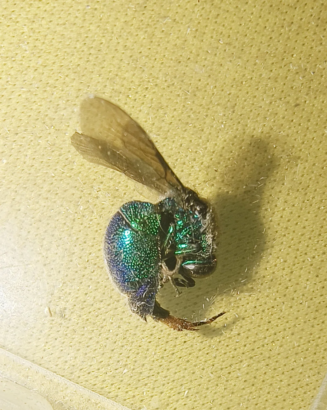 一只青蜂