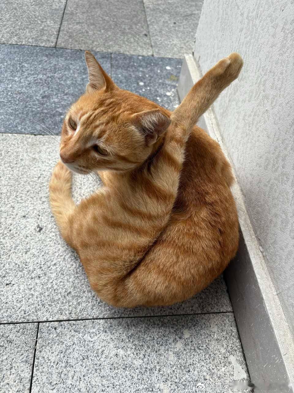 49889【丑猫】测报这张还不过就真的过分了 