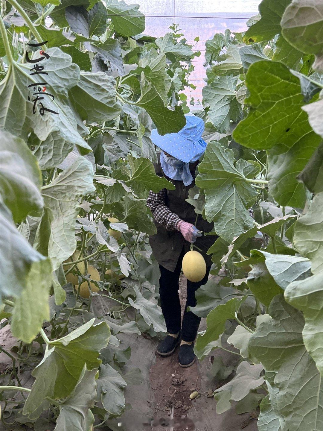 #心疆奇产[超话]#🍈新疆吐鲁番至爱蜜瓜✅国货之光！「新疆葡萄瓜果研究所」自主