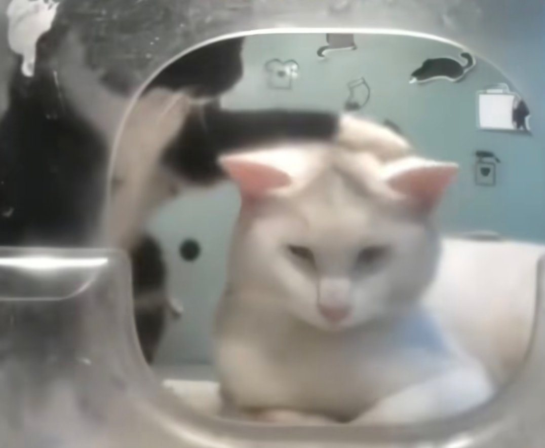 奶牛猫：没事哒没事哒 ​​​