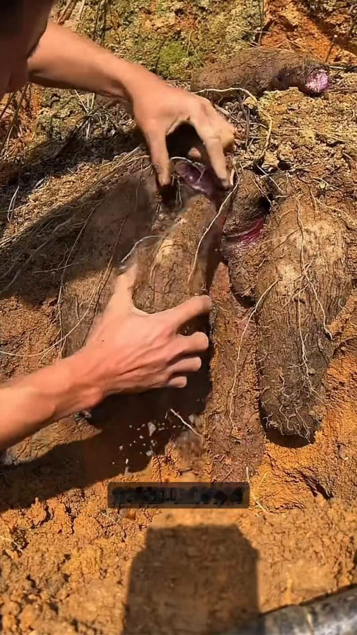 脚板薯是救粮。
这就是为什么说脚板薯曾经是农民眼中的救命粮，它也叫大薯。别看外形