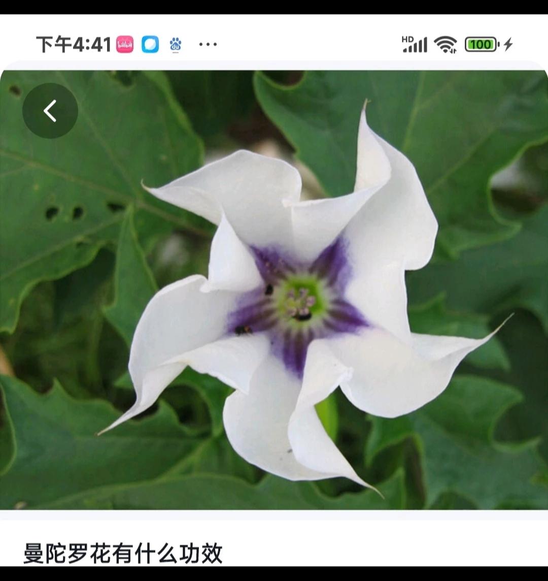 我超级喜欢曼陀罗花。
曼陀罗花原产于印度。
喜欢它还有一个原因是觉得它很有林妹妹