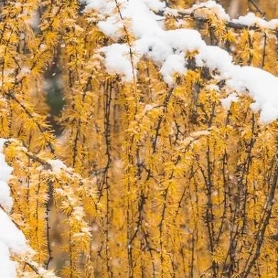 这场雪，它是时间的馈赠，是季节的诗篇。它轻轻地覆盖了大地，也覆盖了你心中的喧嚣。