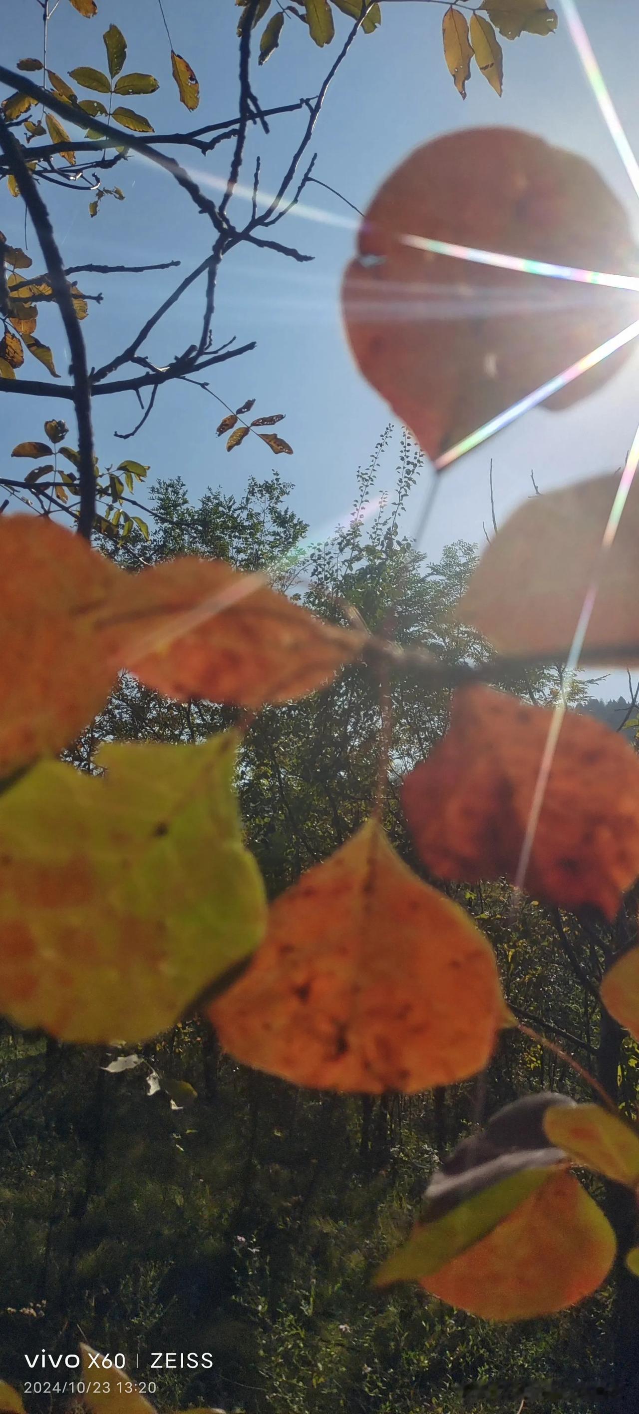 #分享秋叶随手拍#