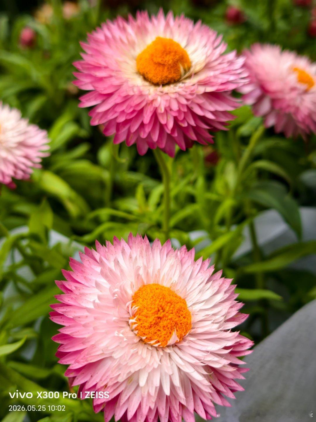 永不凋谢的浪漫，是麦秆菊的夏天限定🌼 