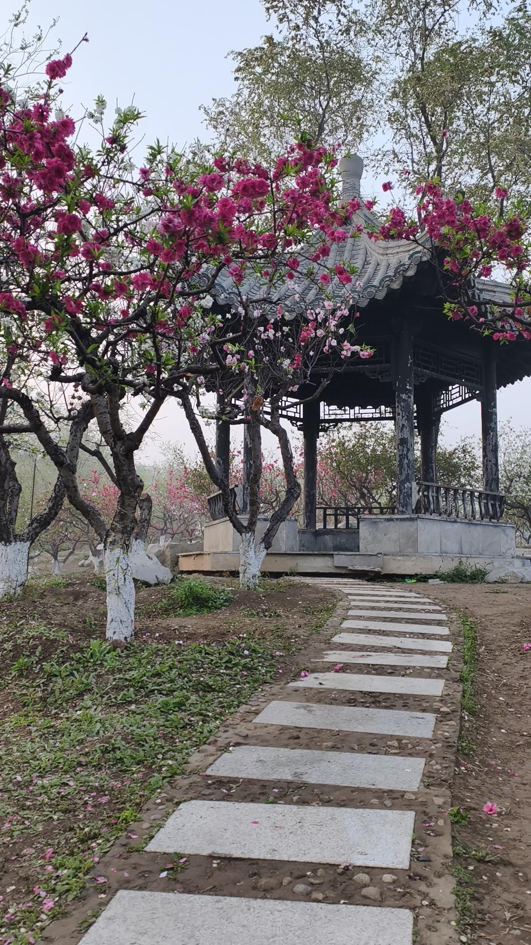 今天晨跑到了长虹公园，发现此园现在正是赏花的好时候！