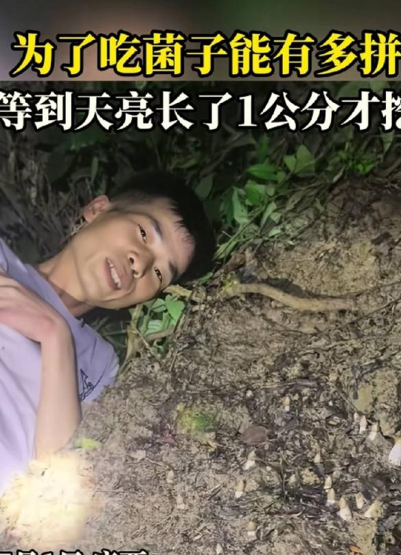 笑不活了！广西贺州男子夜山寻菌，运气爆棚撞见一片鸡枞。但采菌老手都知，等它长到最