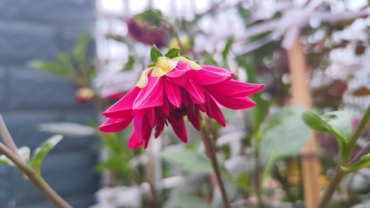 记录我的2026漂亮的花花手机风景照分享