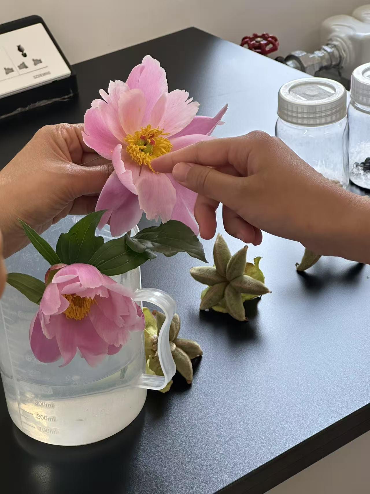 【小小植物学家上线啦！】在中国科学院植物研究所，小孩哥小孩姐们在植物学家的亲自教