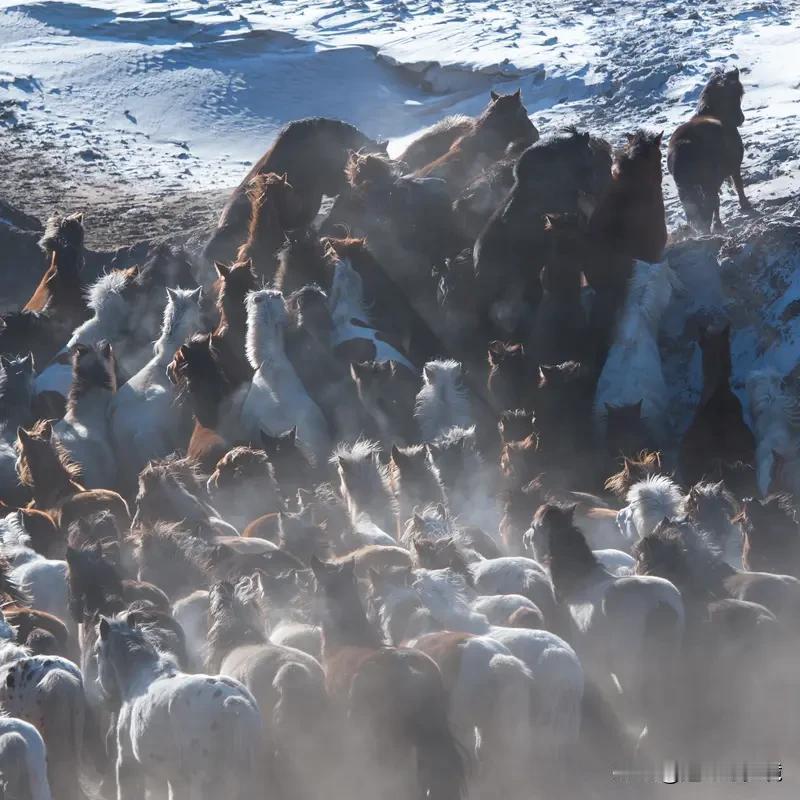这3个带“马”的成语太给劲了 2026新年贺词里提到的3个带“马”成语，真的太提