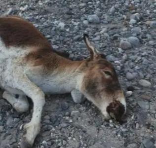 捡的也违法！2022年，西藏男子割一条驴鞭卖2300，专家鉴定价值60万
谁能想