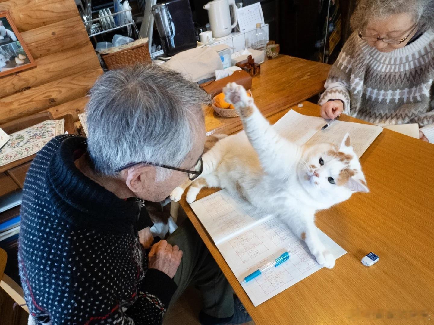 恶霸橘猫打老人..cr：marco77774 