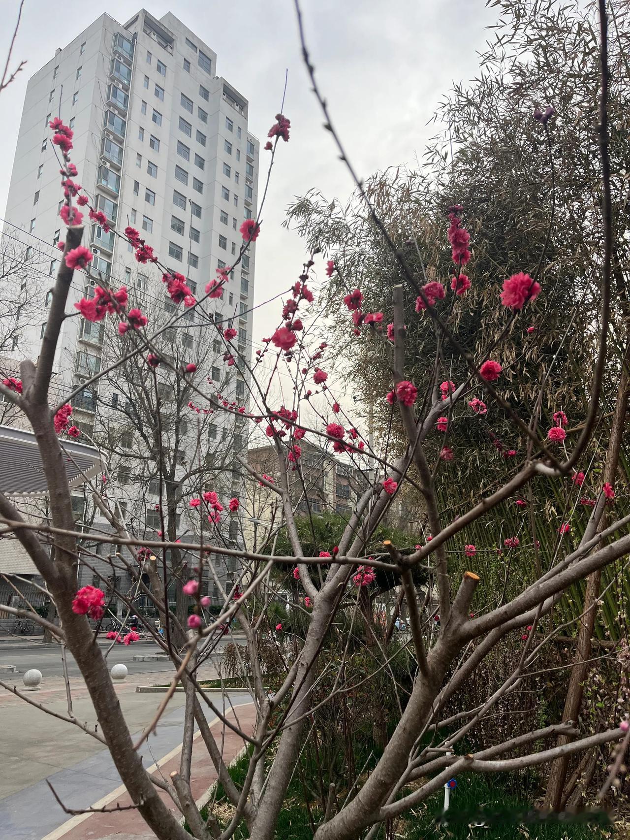 下午去上学了，老年大学。学的古筝，这两周老师教的“茉莉花”，但是又不是我几年前学