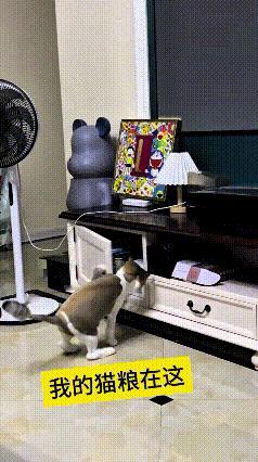 这个视频我来回瞅了好几遍，真是给我逗得不轻。主人把猫咪的零食、猫粮全都收进电视柜