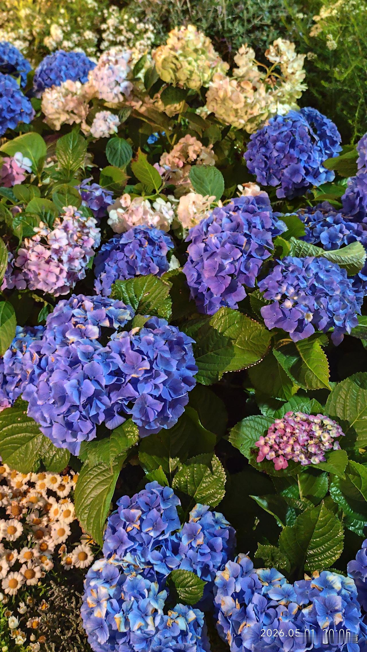相册里的花花草草夜晚赏花花更艳