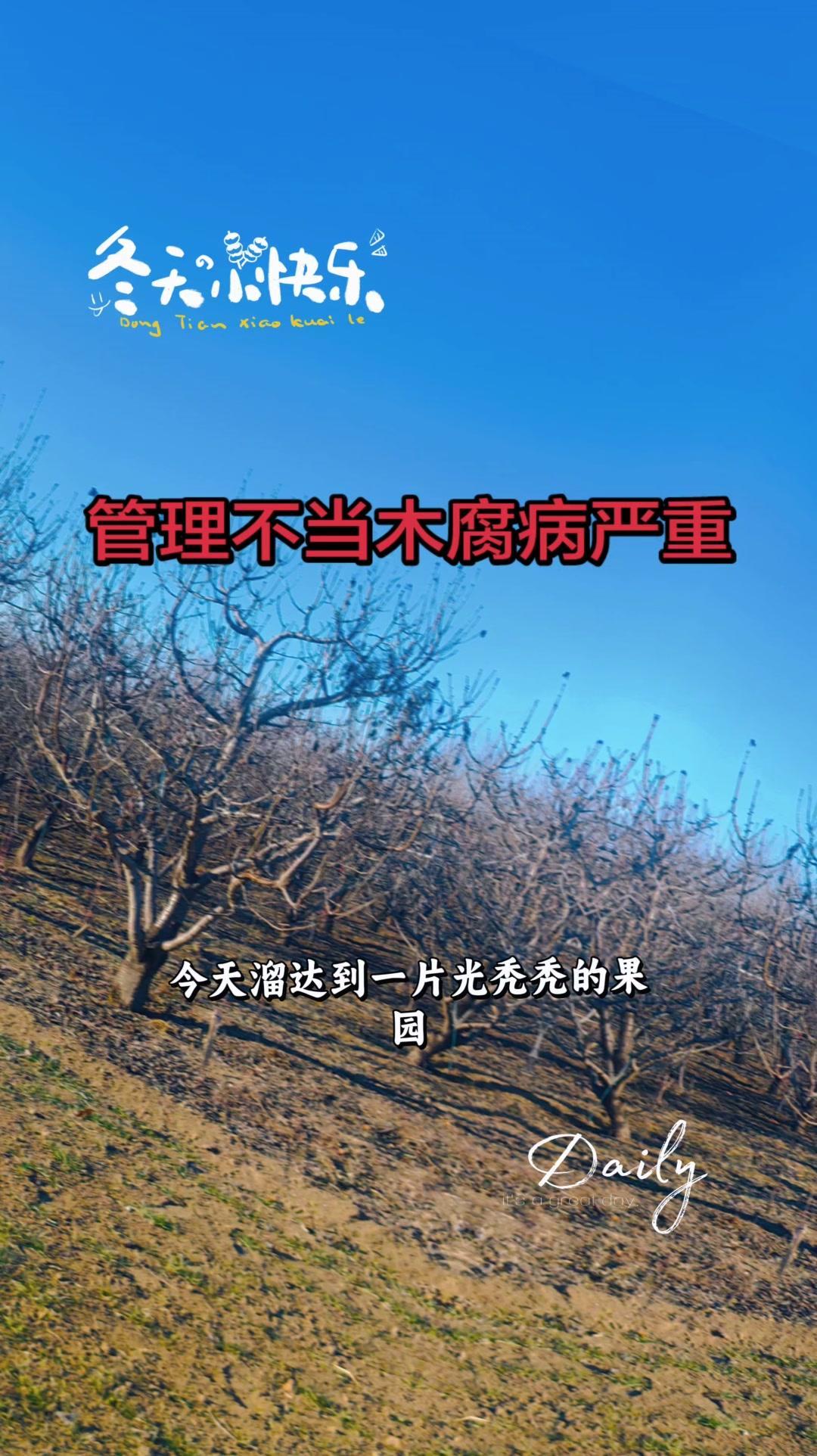 大樱桃木腐病是个棘手问题。病菌会分解枝干木质部，导致木质部腐朽、中空，树体支撑力