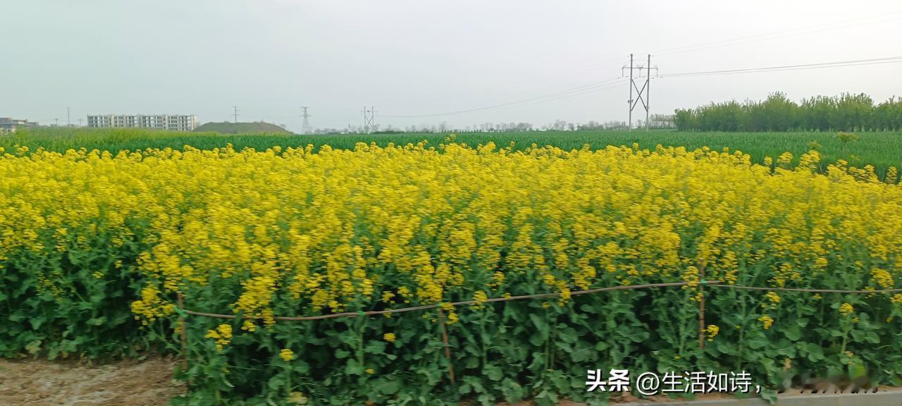 油菜花盛开的时候（余华）


一个下午他都在阳台上晒太阳
头发稀稀拉拉地浮在松弛