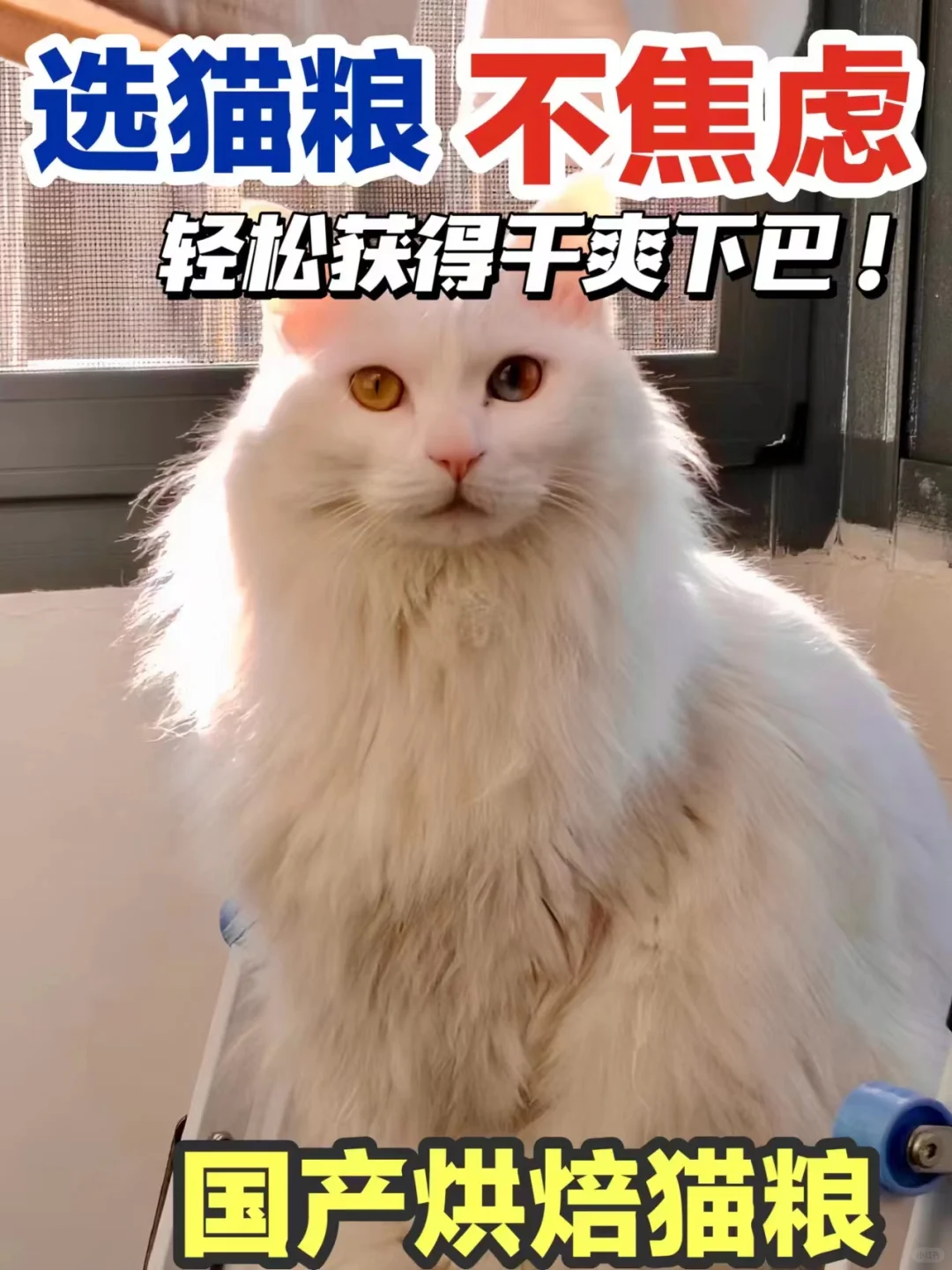 养出干净小猫？满满都是干货！