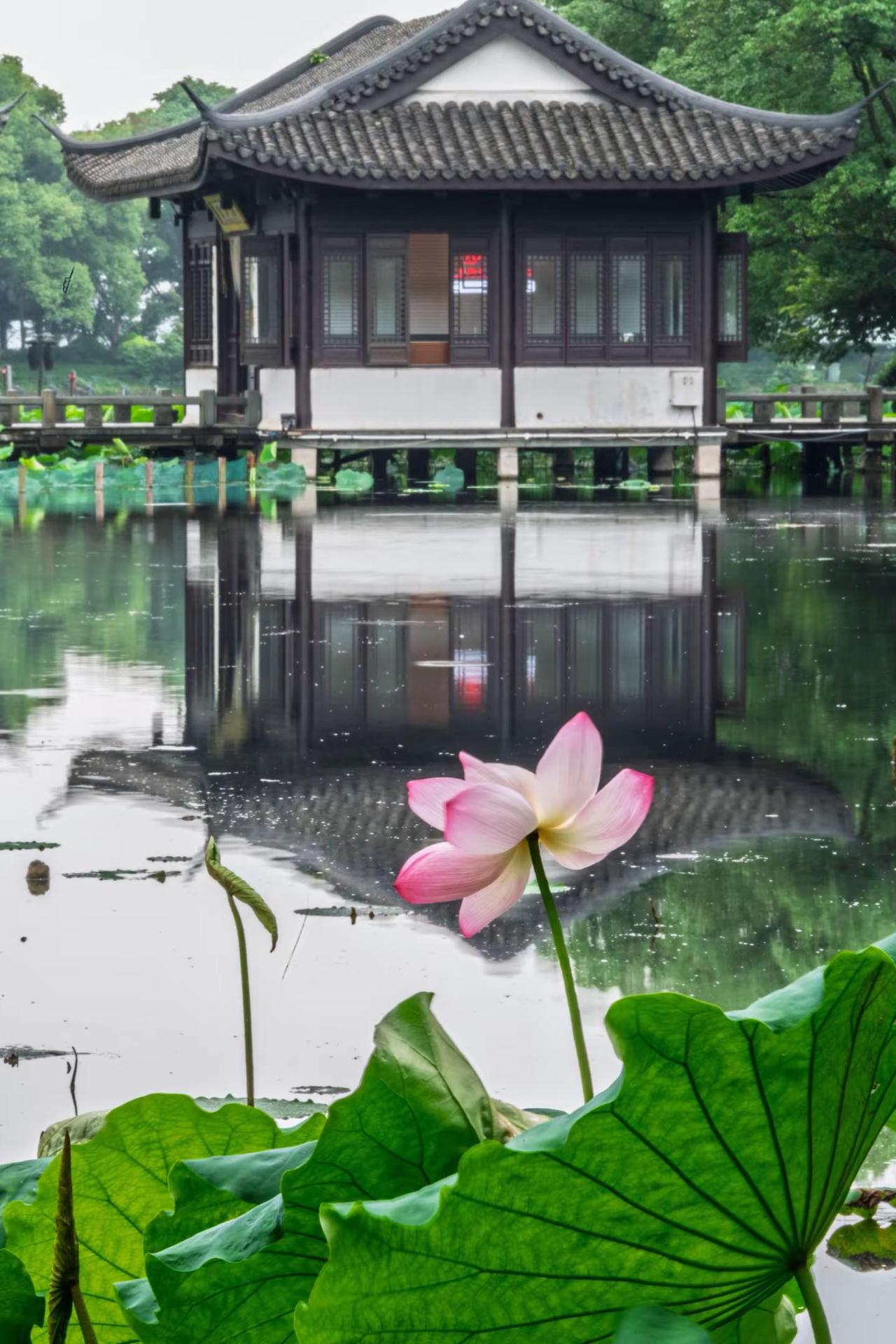 杭州西湖曲院风荷。杭州西湖曲院风荷中式园林之美学 中式美学园林 园林独有的东方美