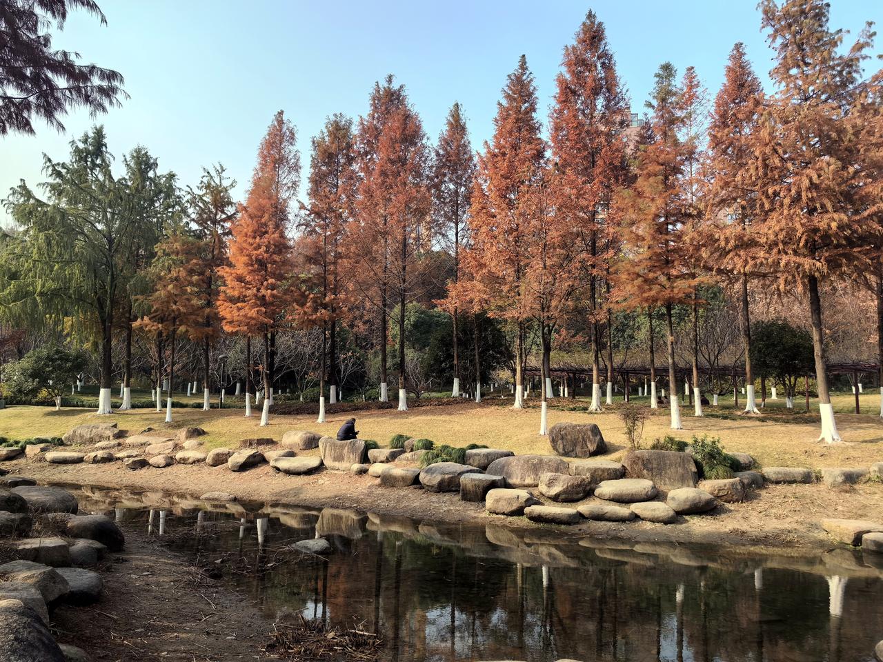 公园里那一排红树林