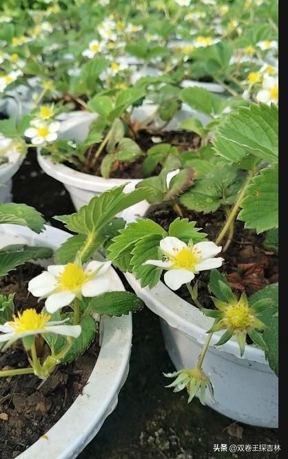38元一盆草莓贵么？！
草莓园里的草莓盆，一个盆里有三四棵草莓，棵棵草莓的花儿都