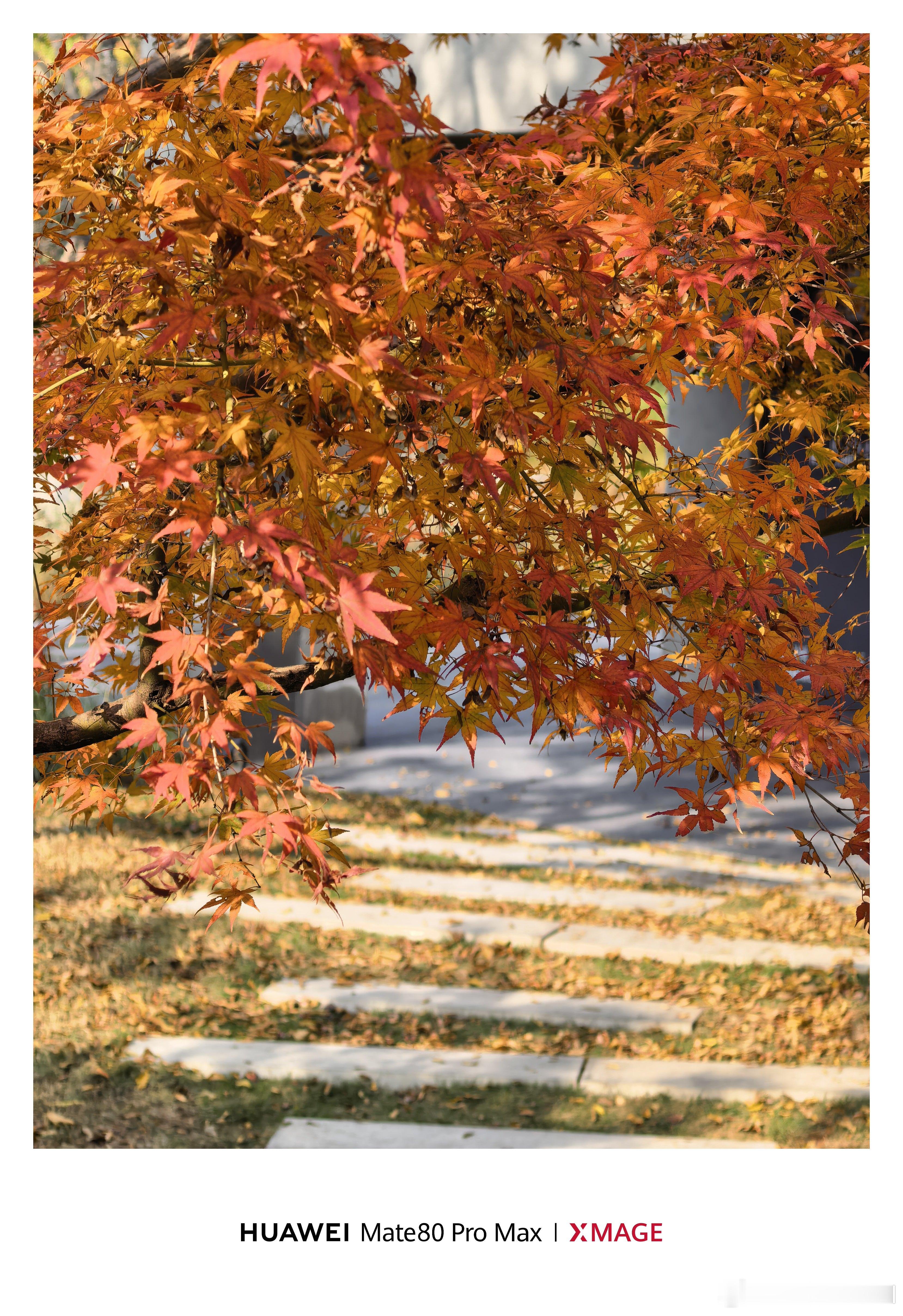 今天成都的天气，太好了！赶紧出门晒太阳
