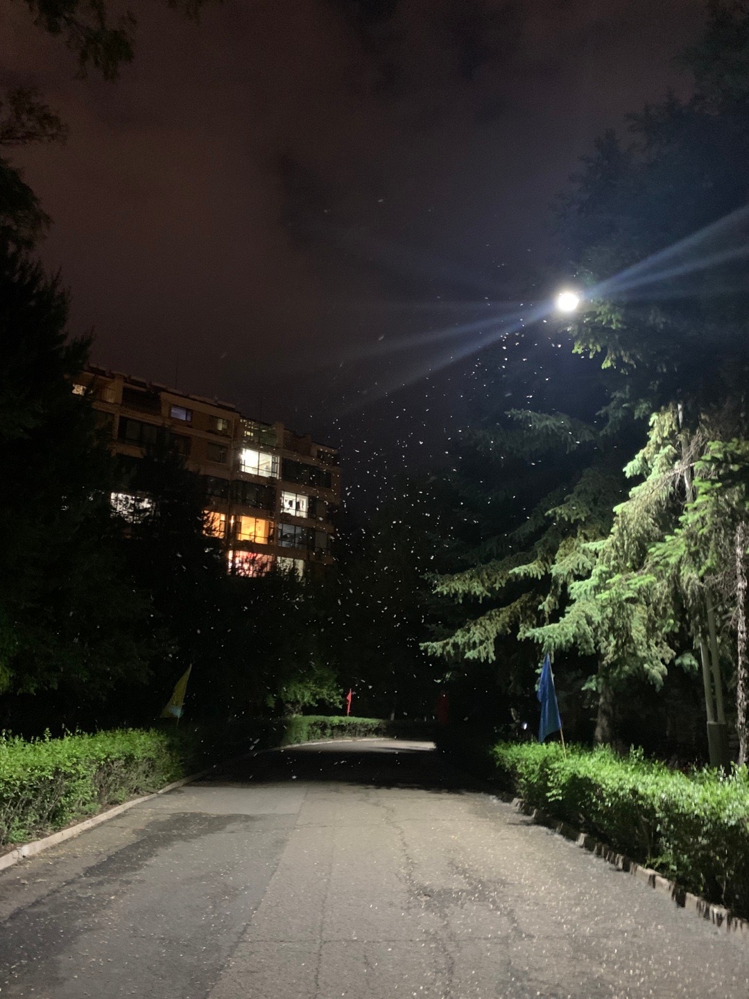 晚上领完快递回学校的路上，特意选了一条人少的路。远远就看到前方路灯下密密麻麻，飘