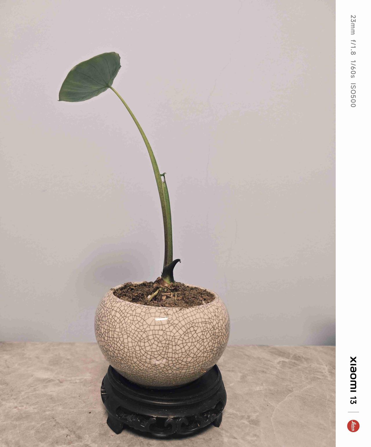 我的今日状态：😁轻松愉快
我这里的天气：☀️晴天
啦啦啦，年前婆婆买芋头吃，我