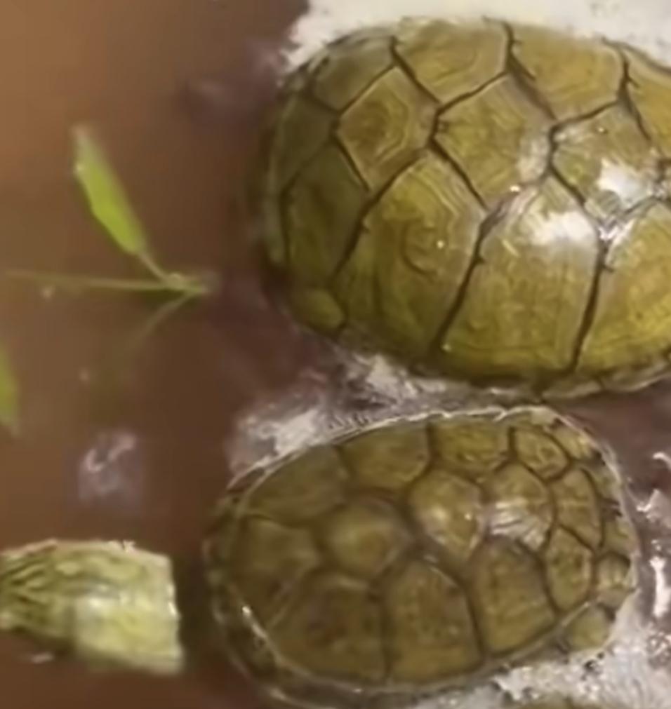 一番心血直接归零，
男子节后返家发现温控失灵，
自己精心养的13只爱龟全被煮，开