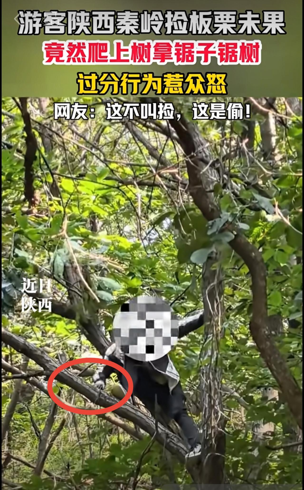 近日，网友发视频称游客陕西秦岭捡板栗未果，竟然爬上树拿锯子锯树。（编辑：杨杨）