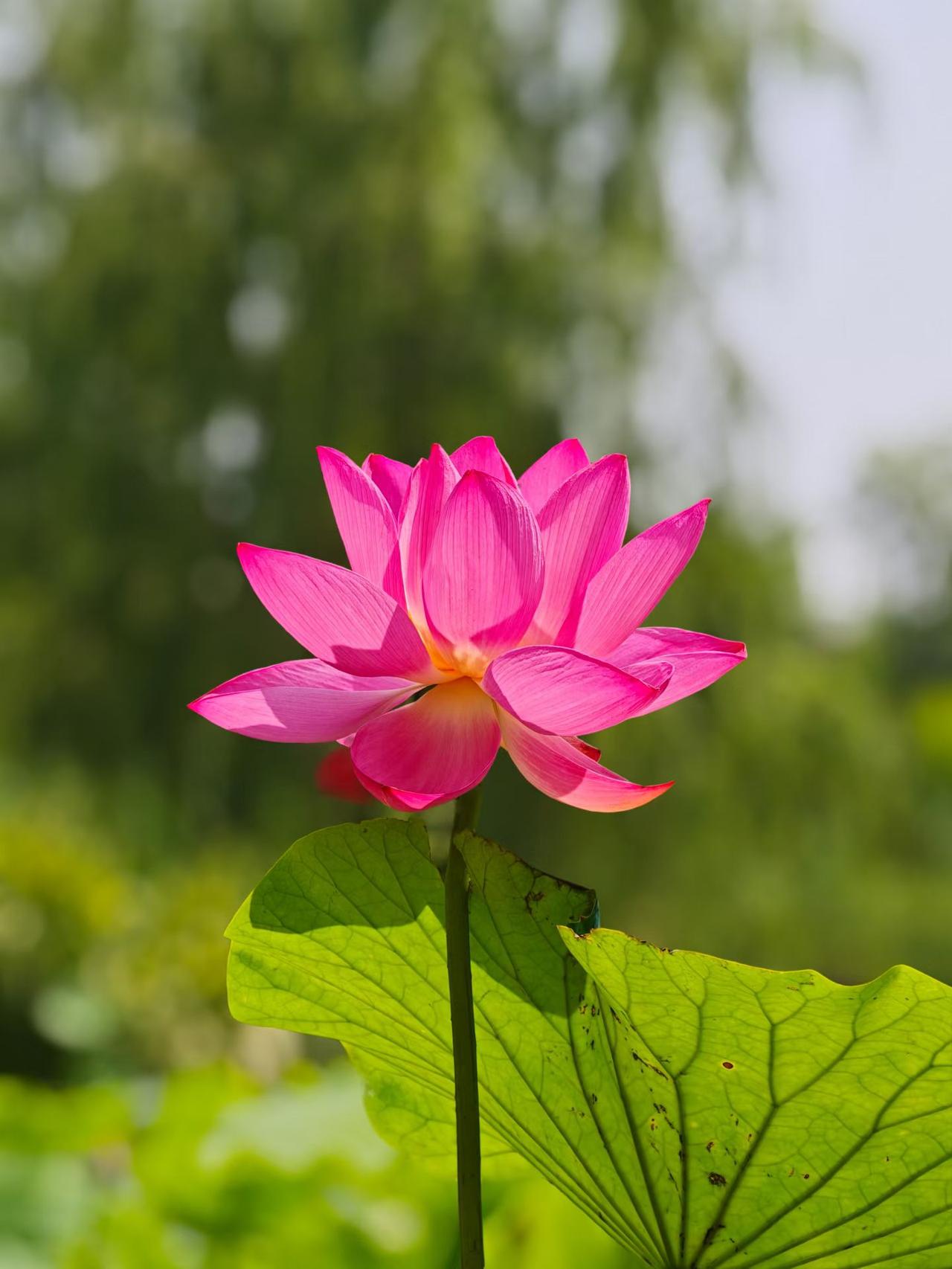 平和地面对平凡

年少时，我们总心怀浩荡，以为人生该有波澜壮阔的篇章，要登高望远