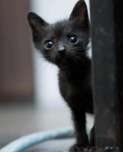 黑猫警长会不会有好运，不在流浪？