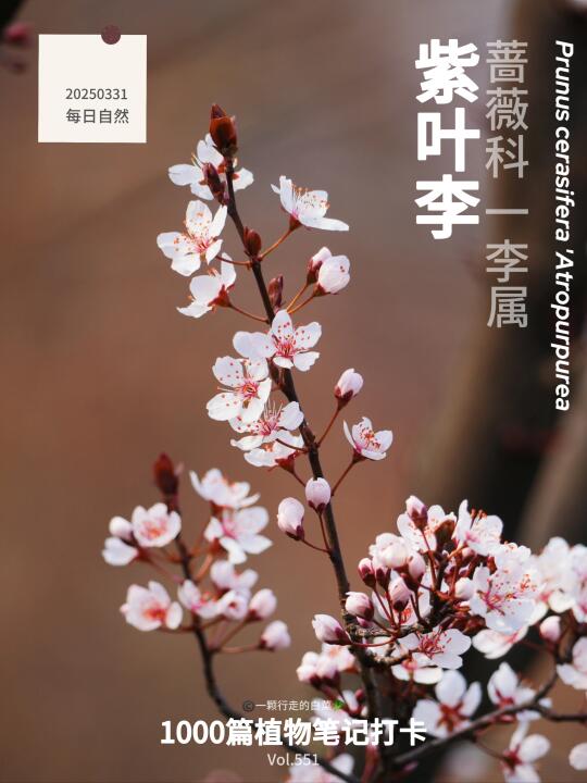 植物笔记551｜江南无所有，聊赠一枝春