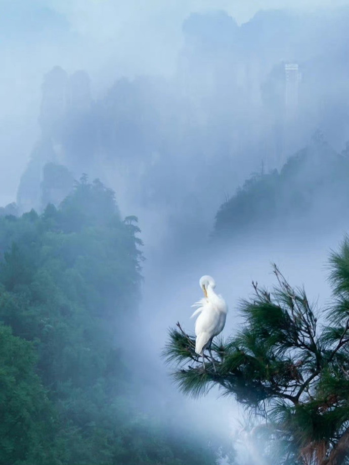 平庸的人用热闹填补空虚，优秀的人以独处成就自己。—— 冯骥才 