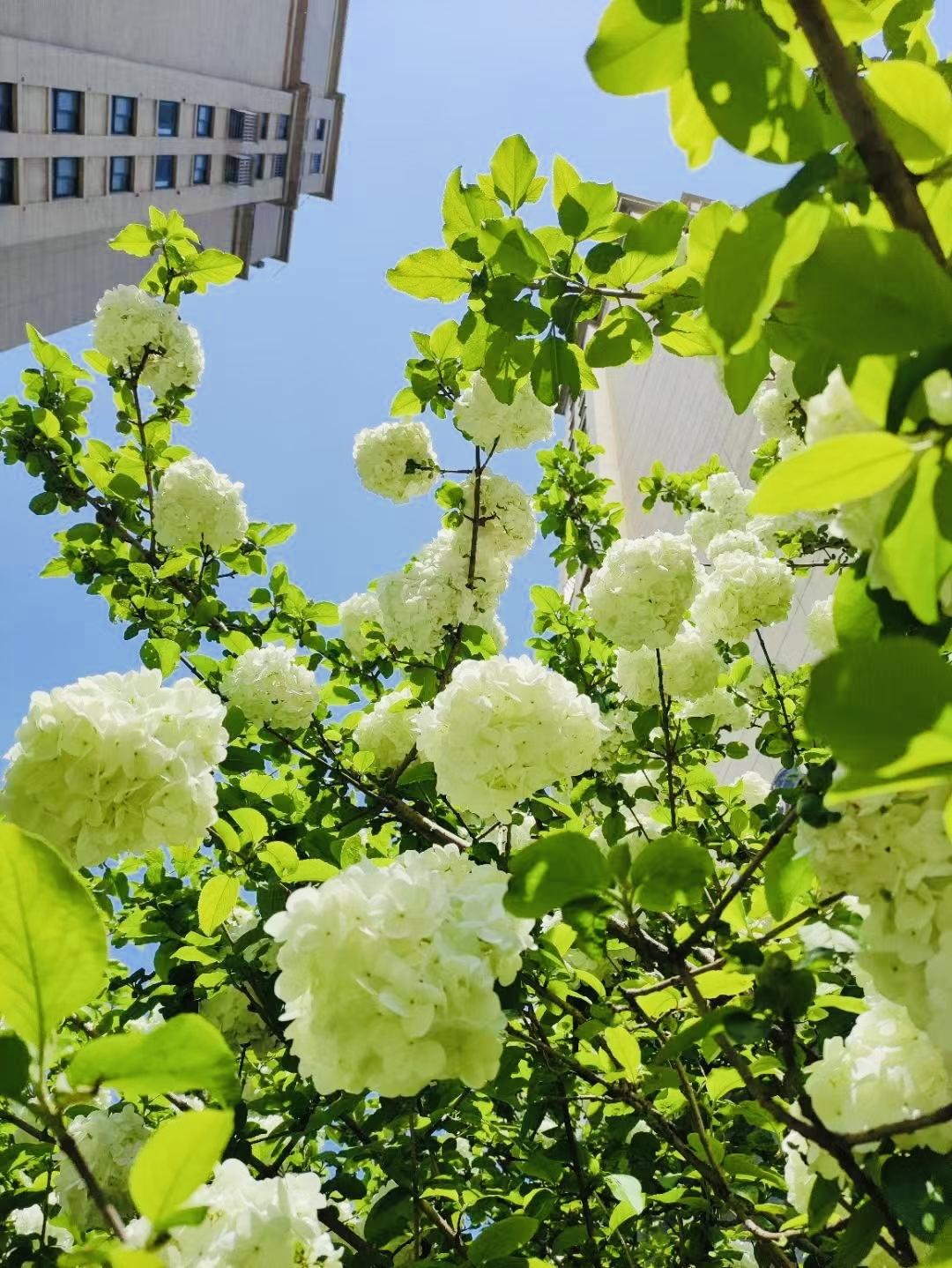 芜湖暮春浪漫，木绣球如雪满枝！[星星眼]
🌸 春日芜湖 · 木绣球花开
暮春四