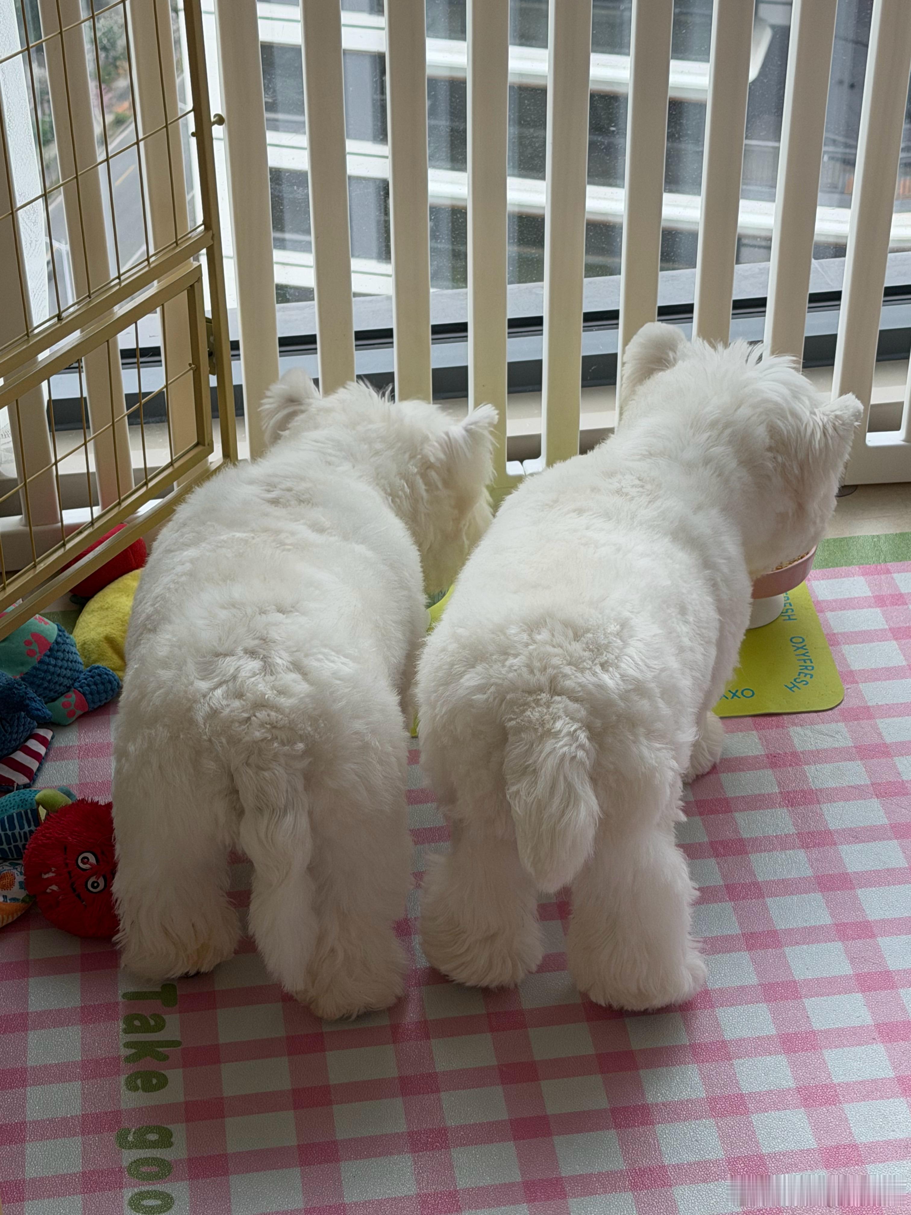 生活手记 排排坐，吃饭饭了！ 