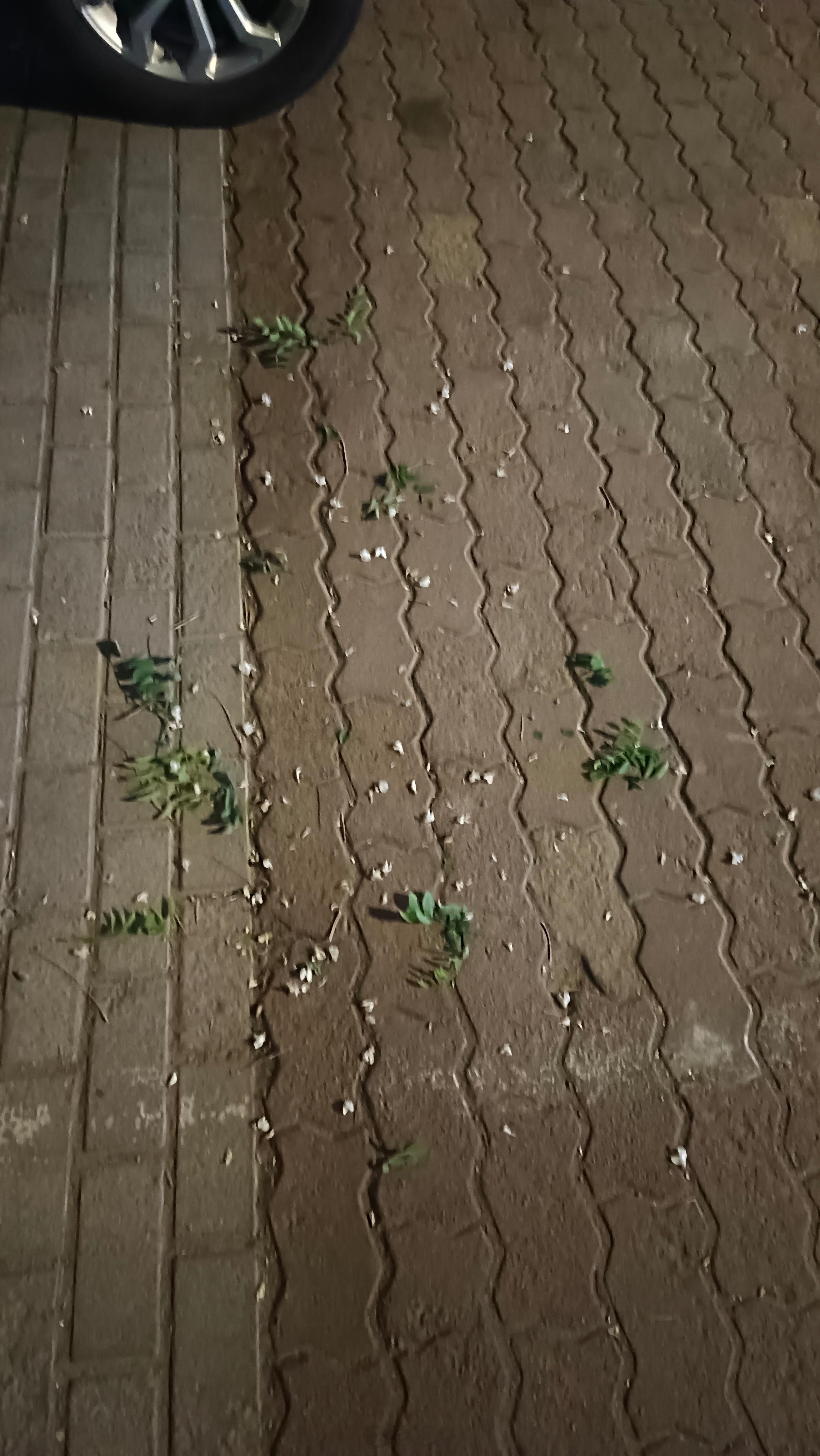 就说这包头乐园北门这面这些槐花，但凡只要出来，最近这是天天都有人坚持不懈地在拿个