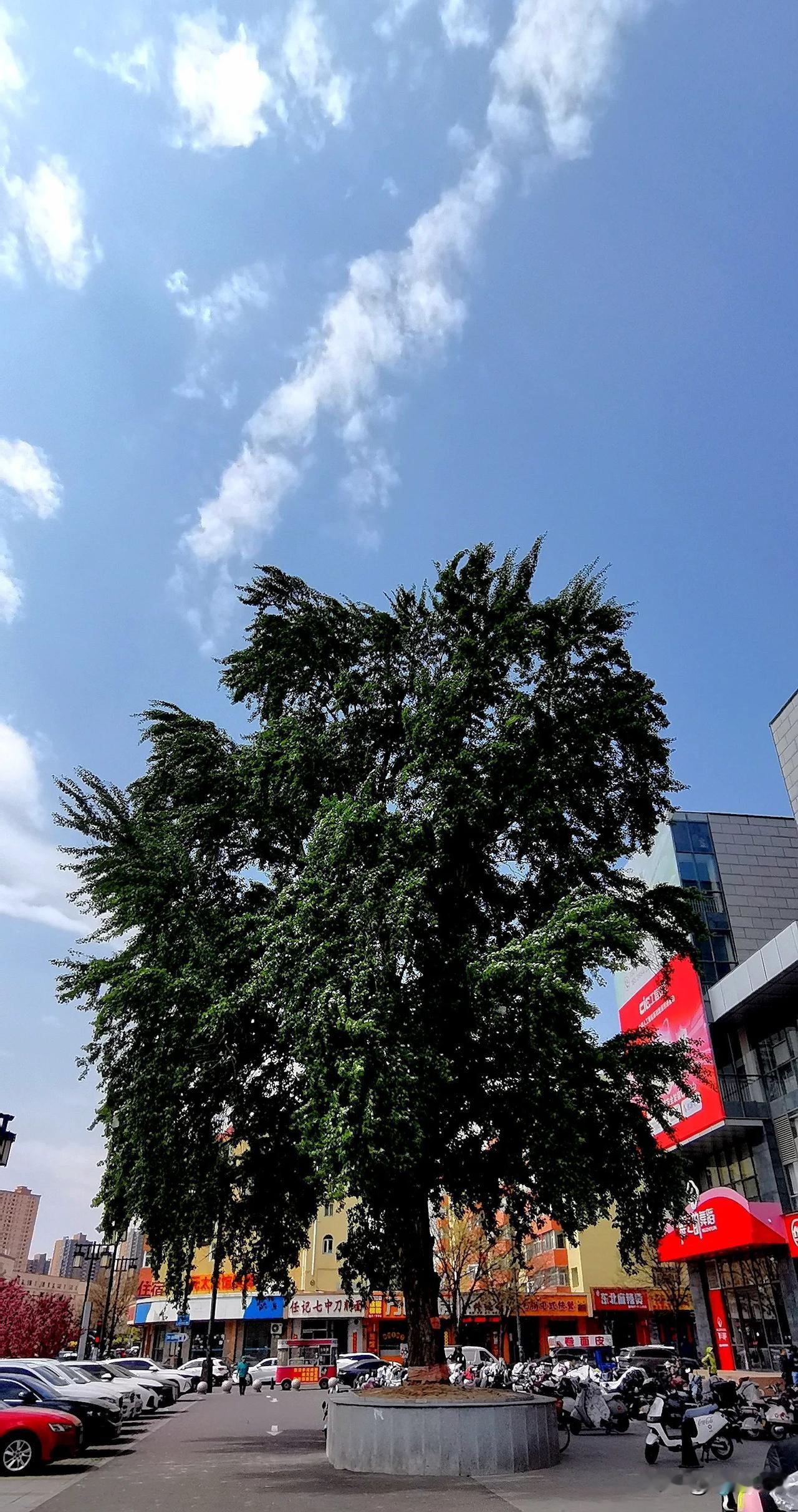 位于大同市平城区魏都大道东风东街的一棵参天大杨树