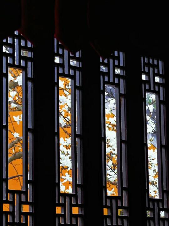 接下来几个月的南京，是万万次的春和景明