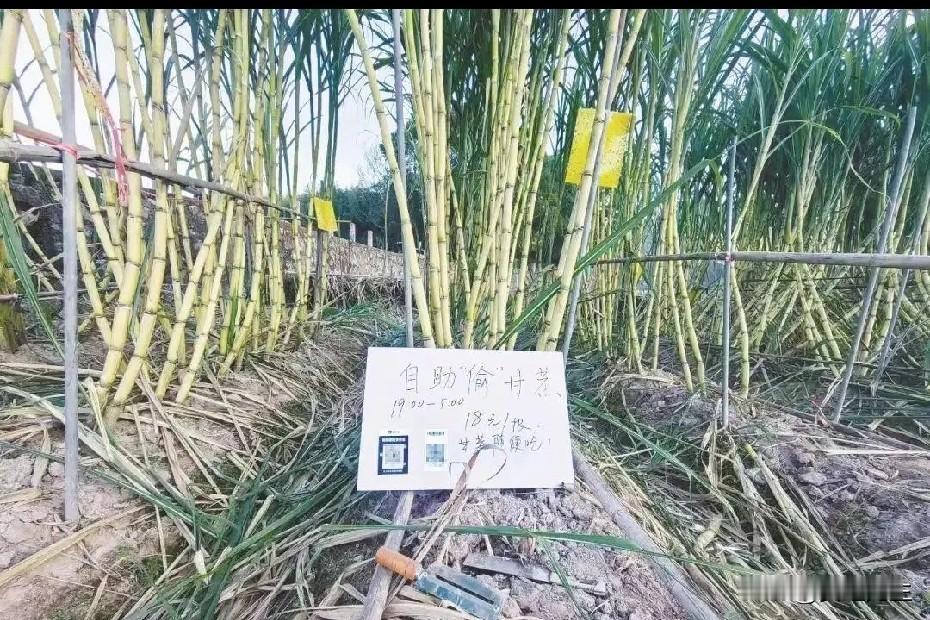 “可偷甘蔗地”像是游戏，又像玩笑，实际是满满的正能量。偷出了情感，偷出了乐趣，偷