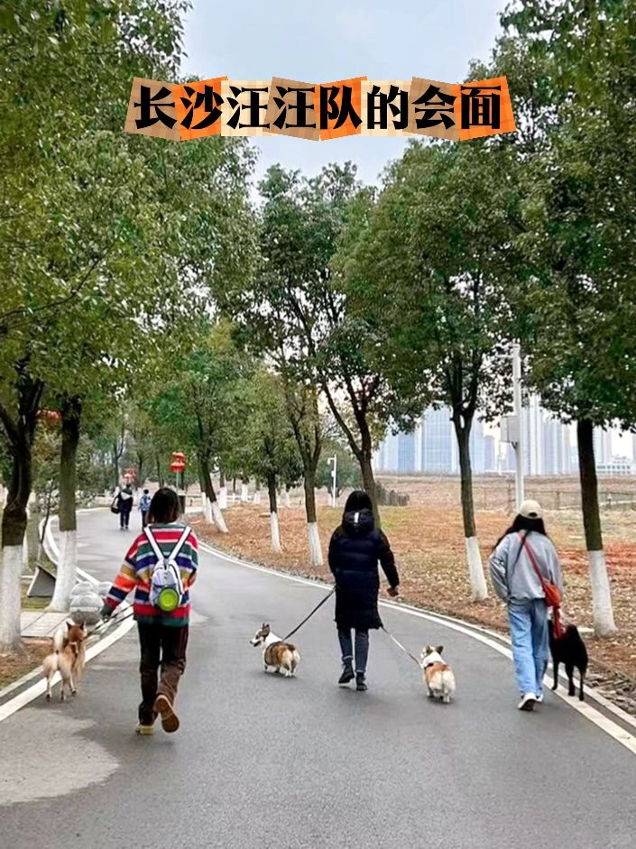 遛狗日记｜和群里认识很久的狗友面基啦