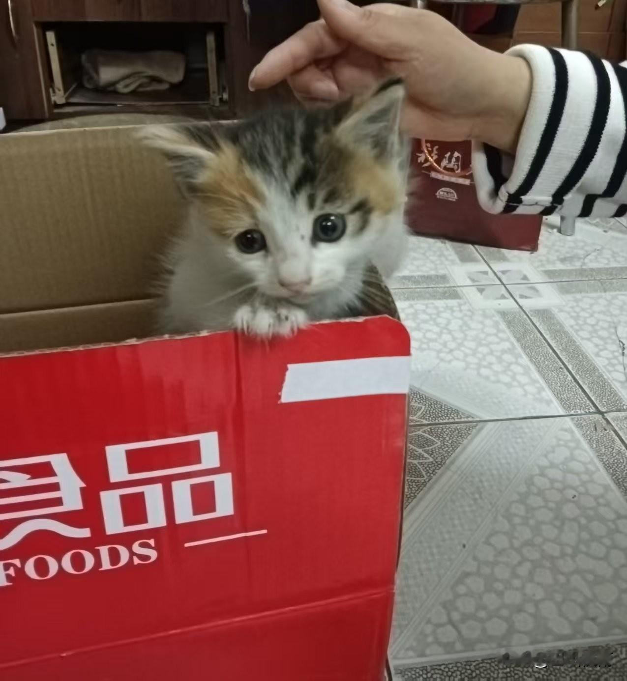 纸箱里的小奶猫

今天在楼下角落发现个会动的纸箱，扒开一看，好家伙，一只巴掌大的