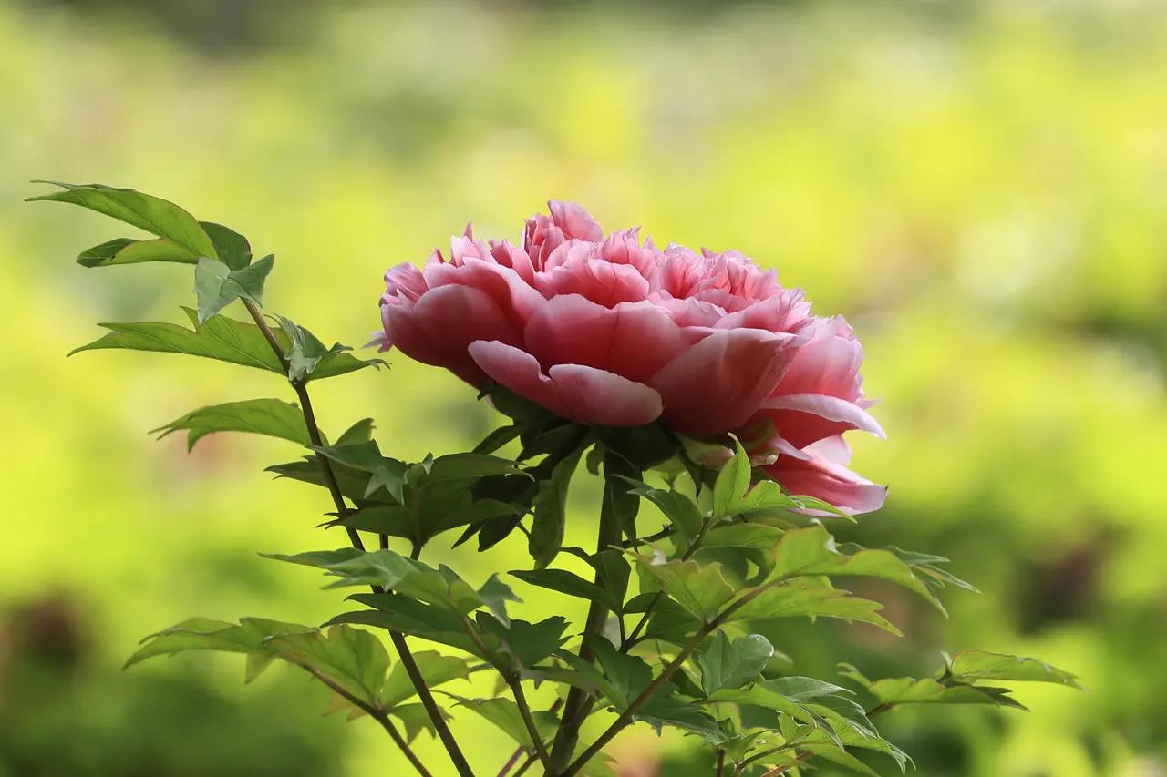 爱情是颗裹了糖的药，入口甜蜜，后劲断肠，吐不出，咽不下，卡在心口，成了余生的痴狂