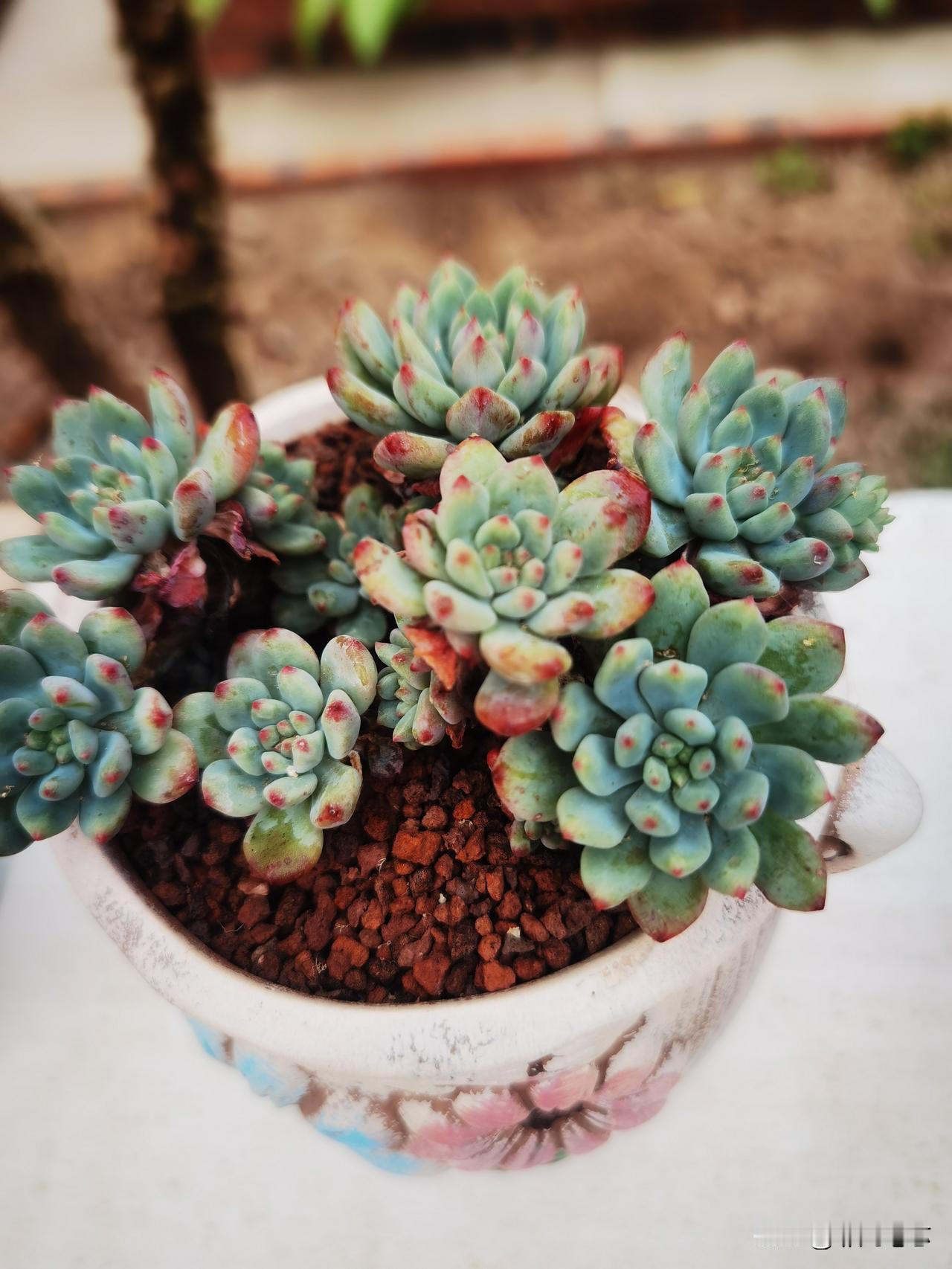 晒图笔记大赛小花园里的多肉爆发，初五接财神，肉肉多多[送心][福]