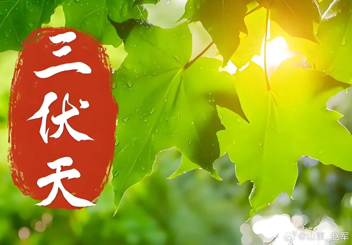 清络饮西瓜翠衣6g 鲜金银花6g 扁豆花1g 鲜荷叶6g 丝瓜皮6g 淡竹叶6g