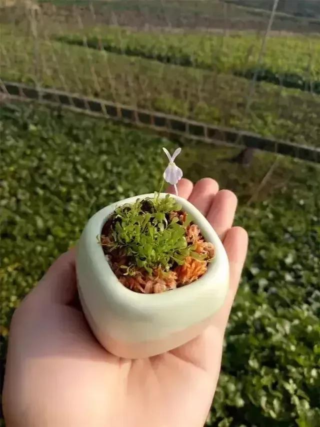 一生夫妻半世嫌，也曾苦来也曾甜，半生心酸半生泪，半生嫌弃伴百年。
夫妻才是这个世