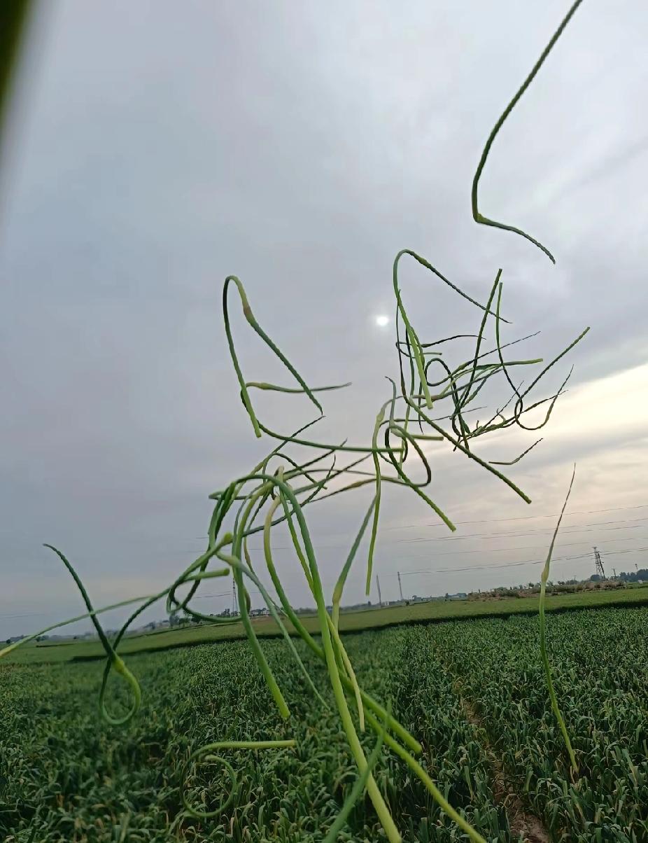 种了30亩大蒜，蒜苔多到根本吃不完！
早上蒜苔炒鸡蛋，中午蒜苔炒肉，晚上蒜苔炒木