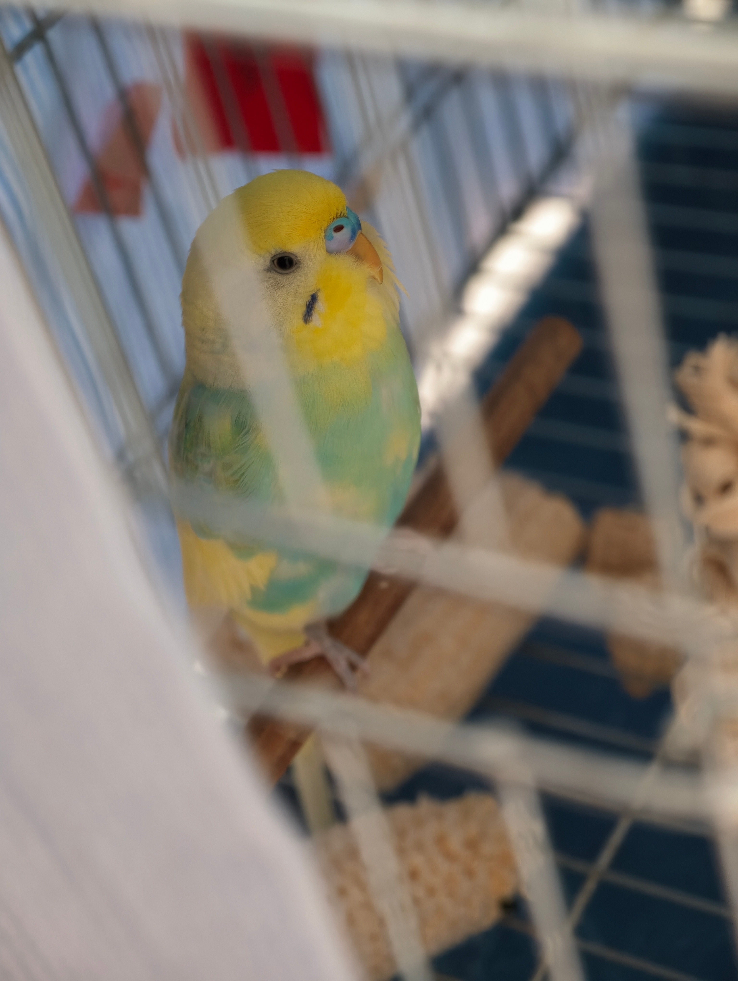 小鹦鹉毕竟不是大公鸡，不会在天不亮的时候就开始打鸣，一般要七八点才会开始啾啾啾还