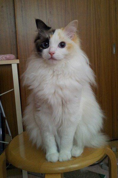 这是一只淑女猫