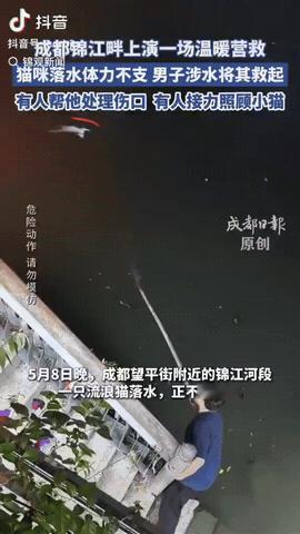 四川成都，一只白猫不慎落水，它在那里苦苦挣扎，一好心男子看到这一幕，于是他就下水